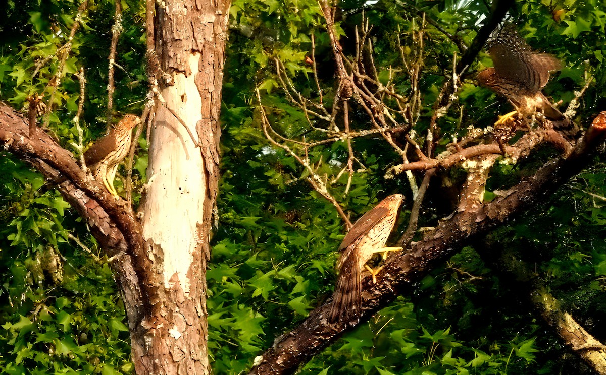 Cooper's Hawk - ML622274295