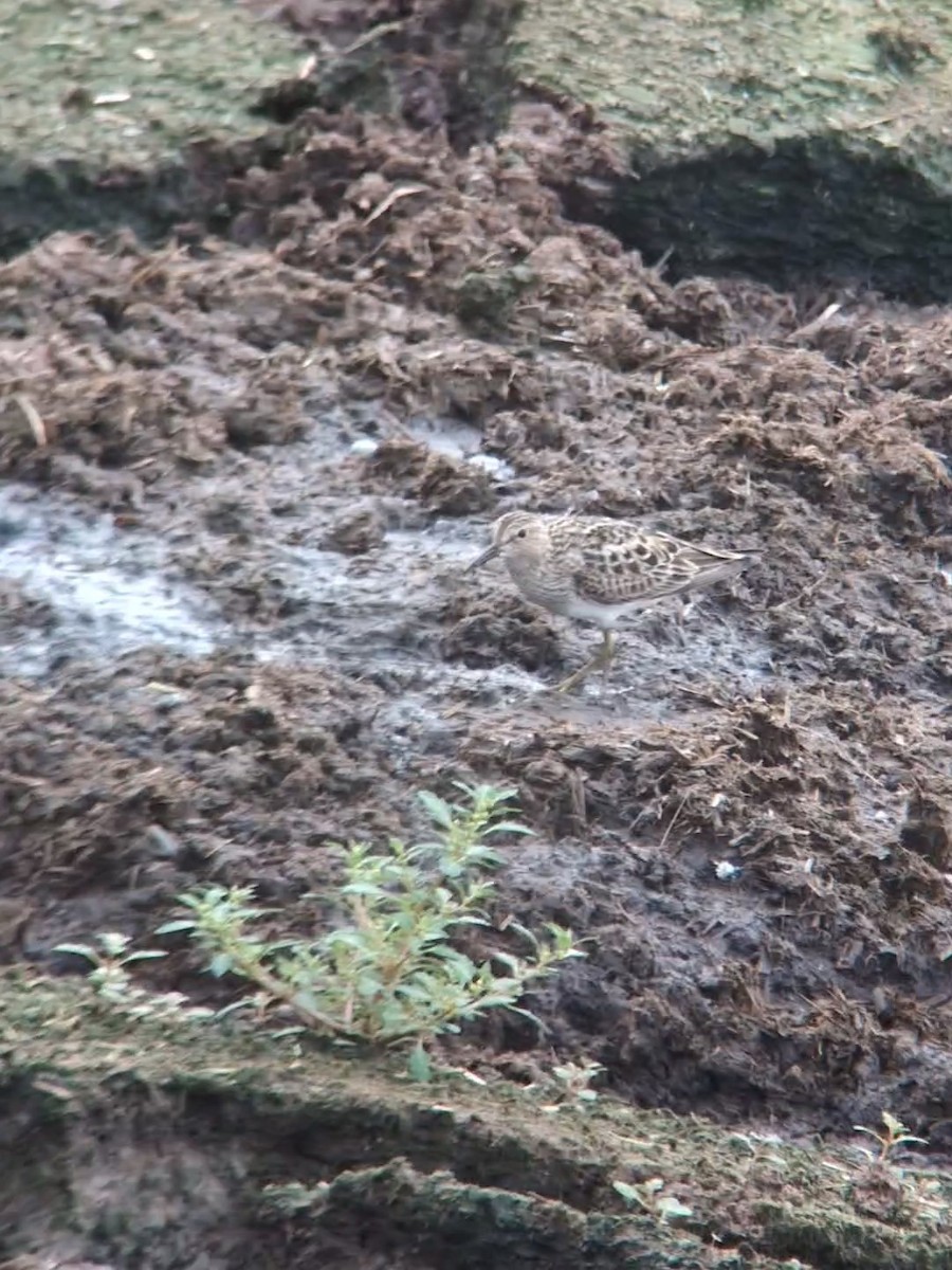 Pectoral Sandpiper - ML622274322