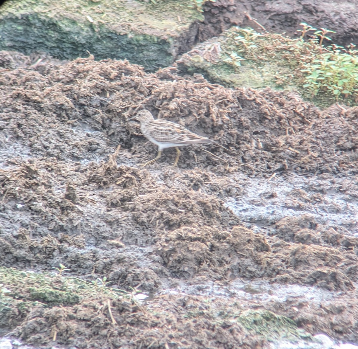 Pectoral Sandpiper - ML622274323