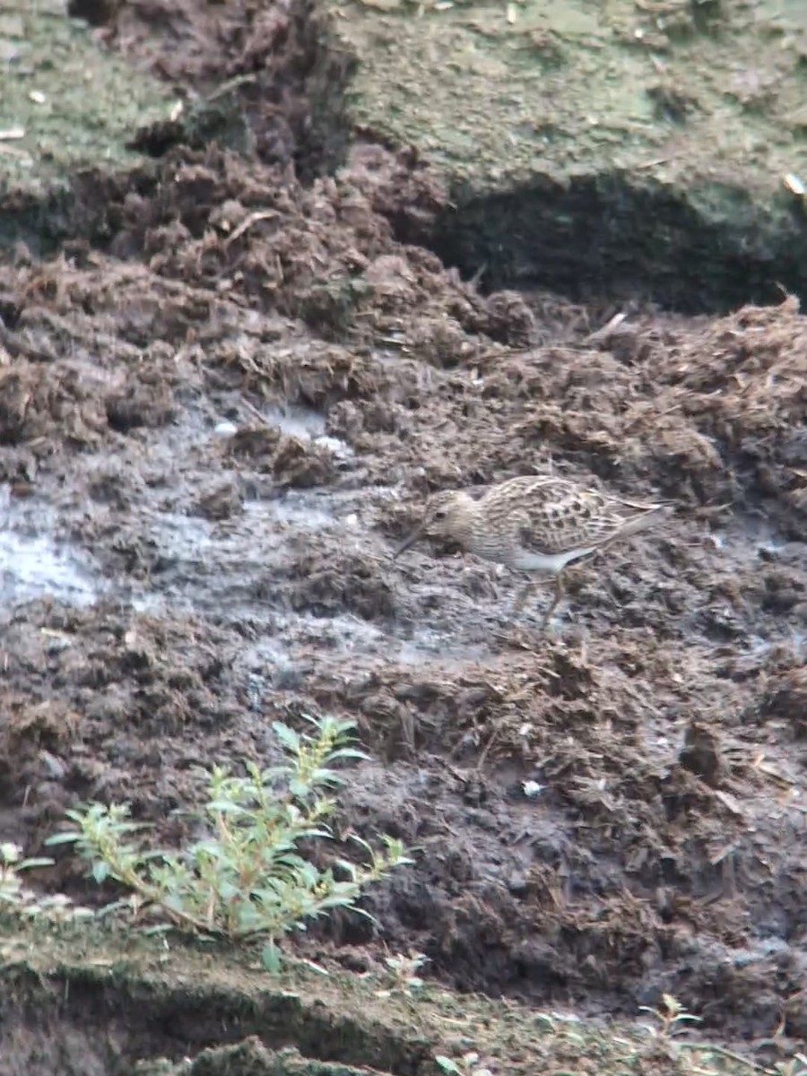 Pectoral Sandpiper - ML622274324