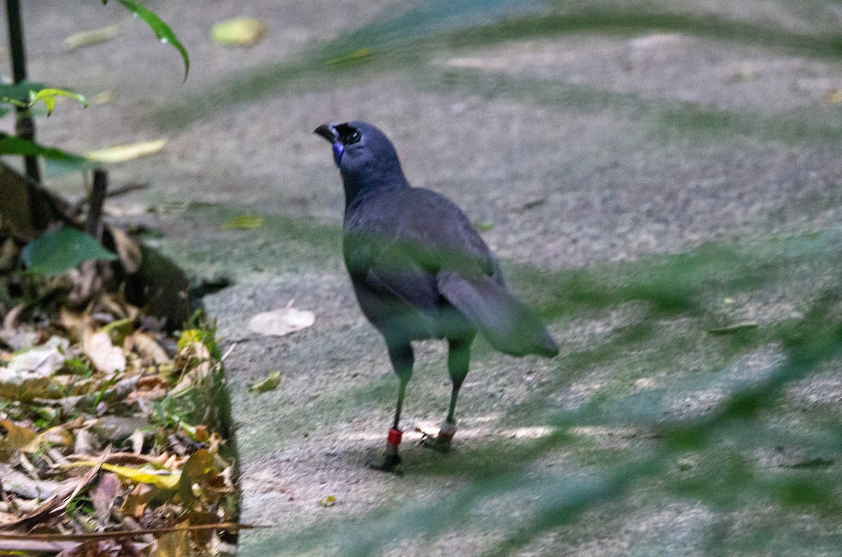 North Island Kokako - ML622274363