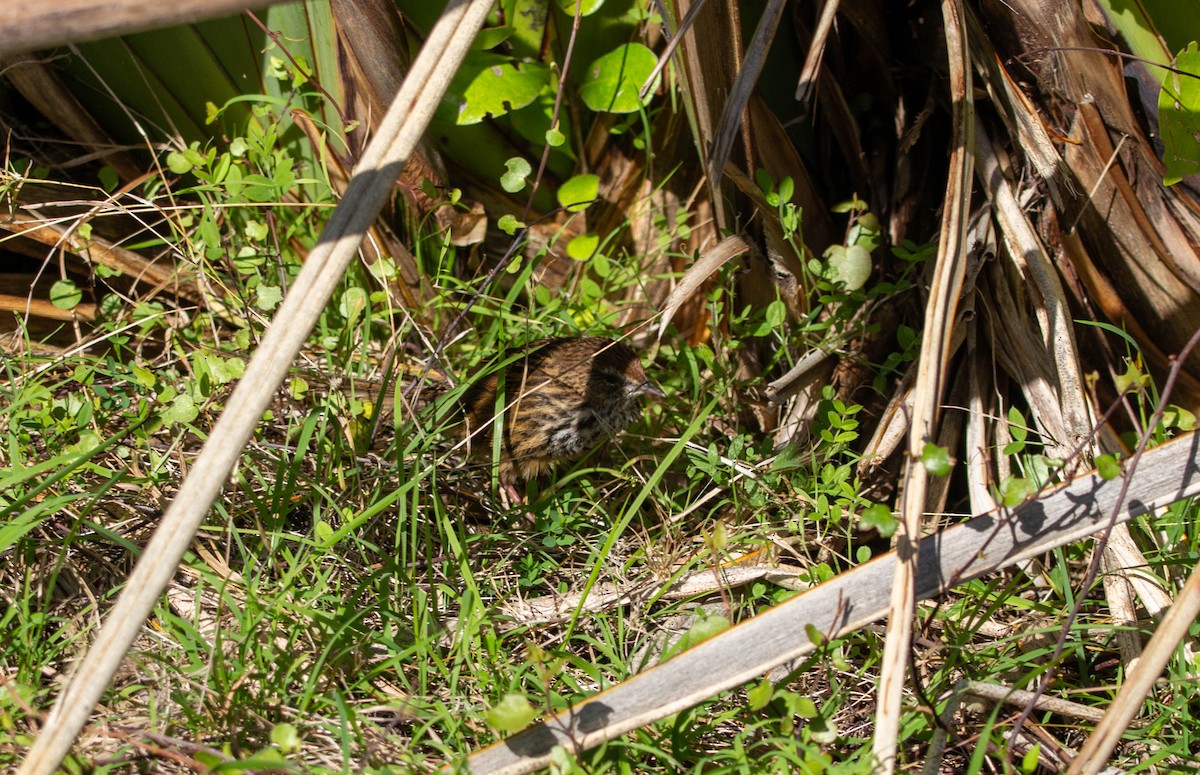 New Zealand Fernbird - ML622274367