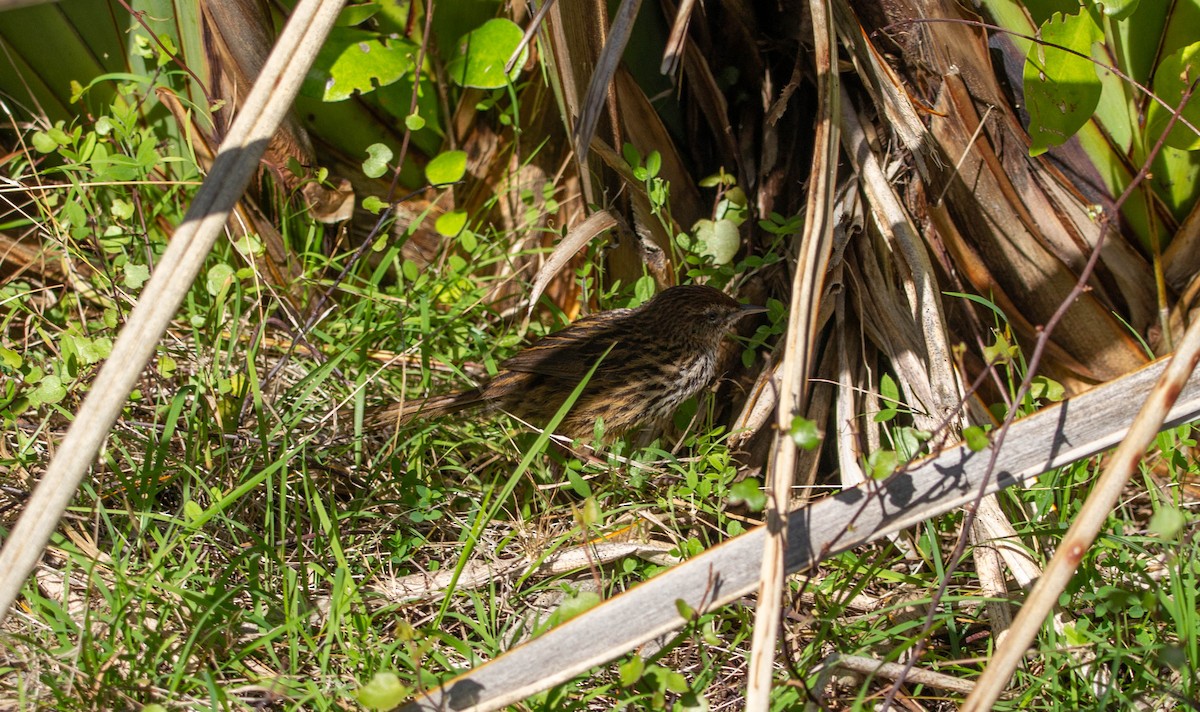 New Zealand Fernbird - ML622274368