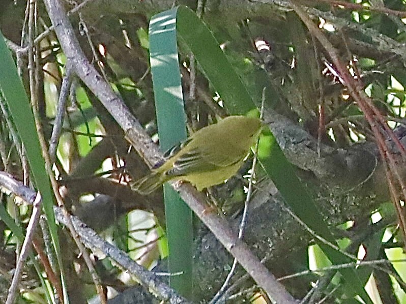 Yellow Warbler - ML622274393