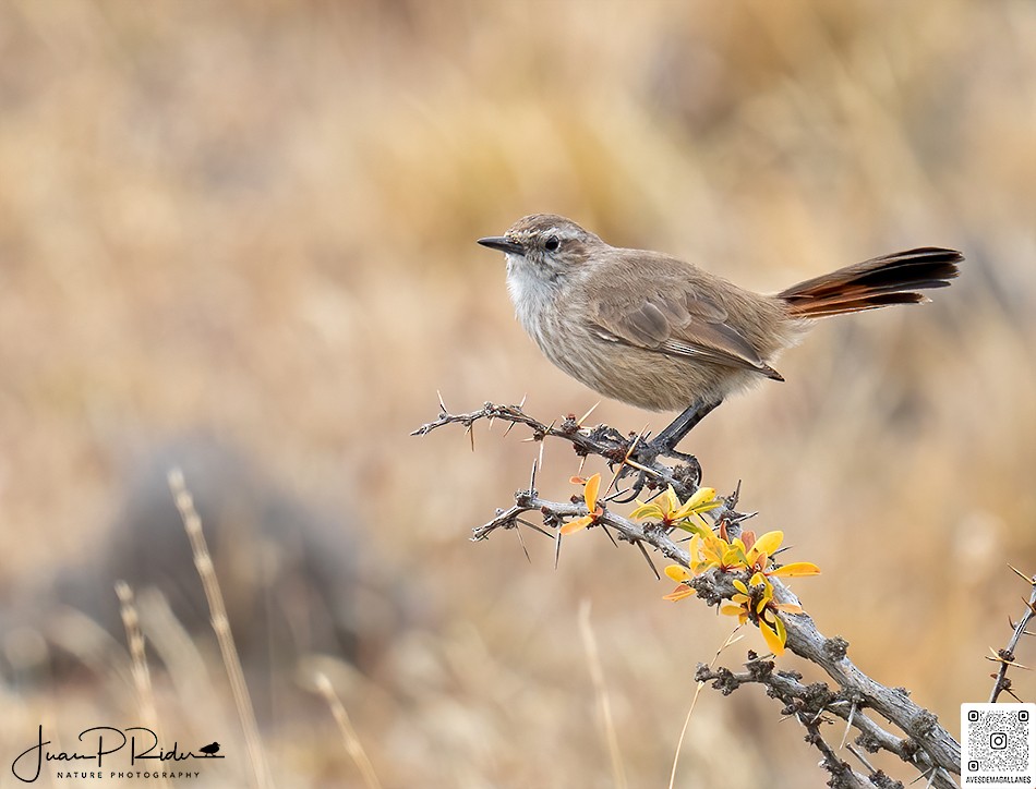 ヒトリカマドドリ - ML622274433