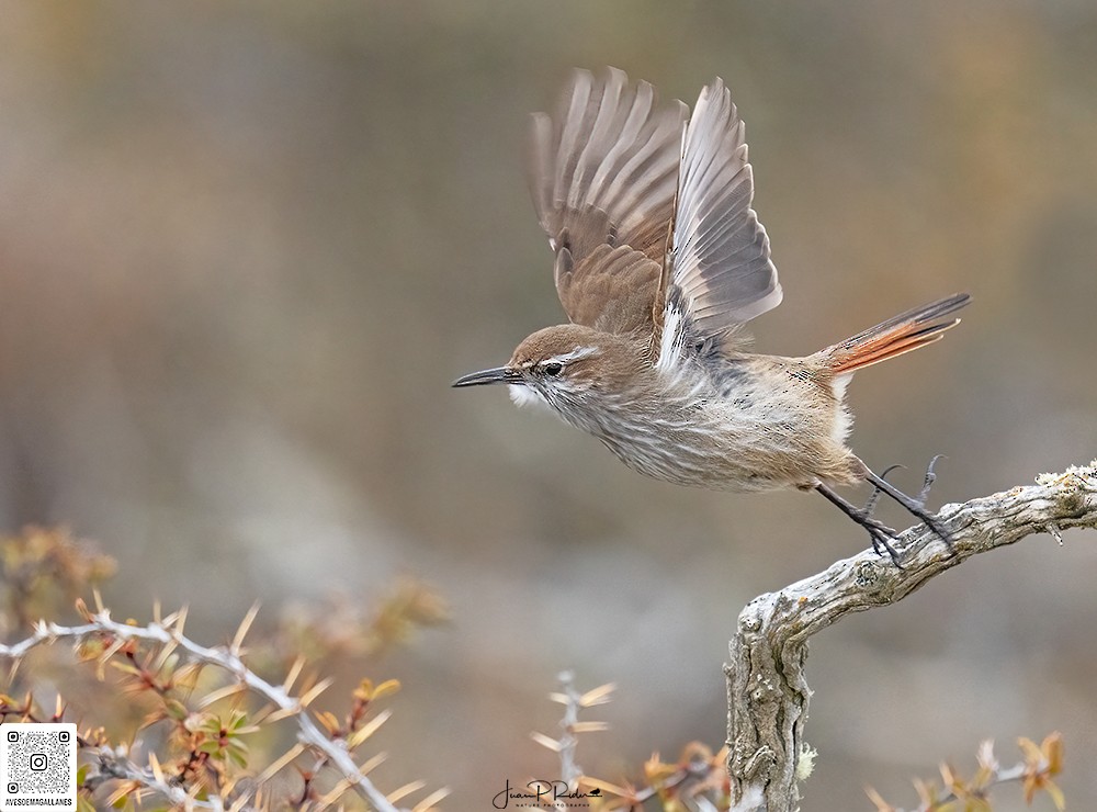 ヒトリカマドドリ - ML622274437