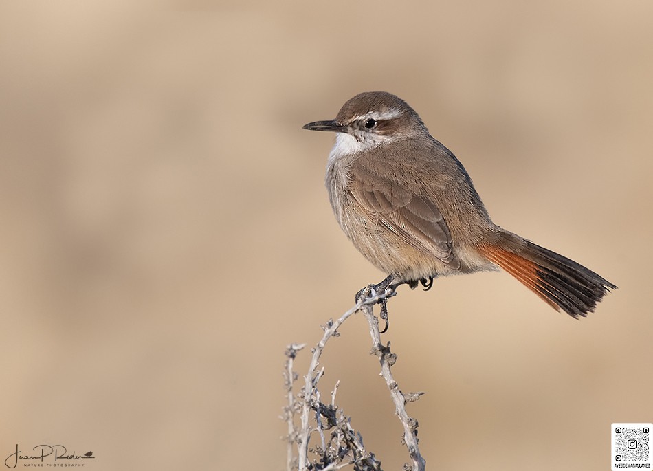 ヒトリカマドドリ - ML622274439