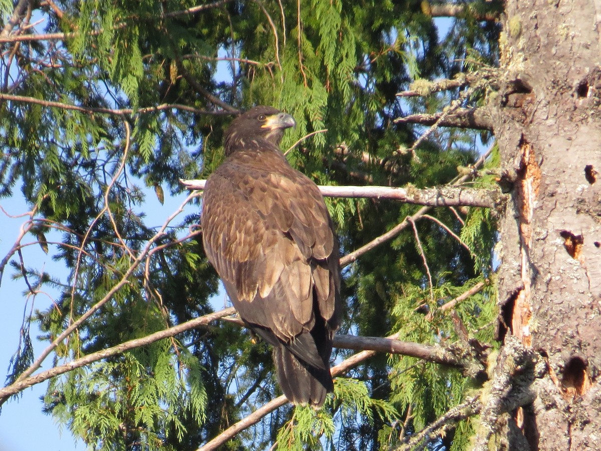 Bald Eagle - ML622274498