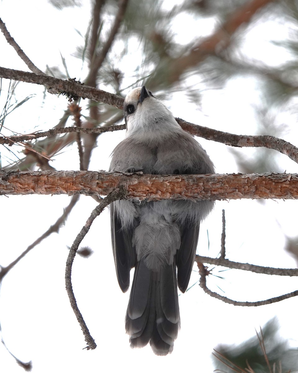 Canada Jay - ML622274514