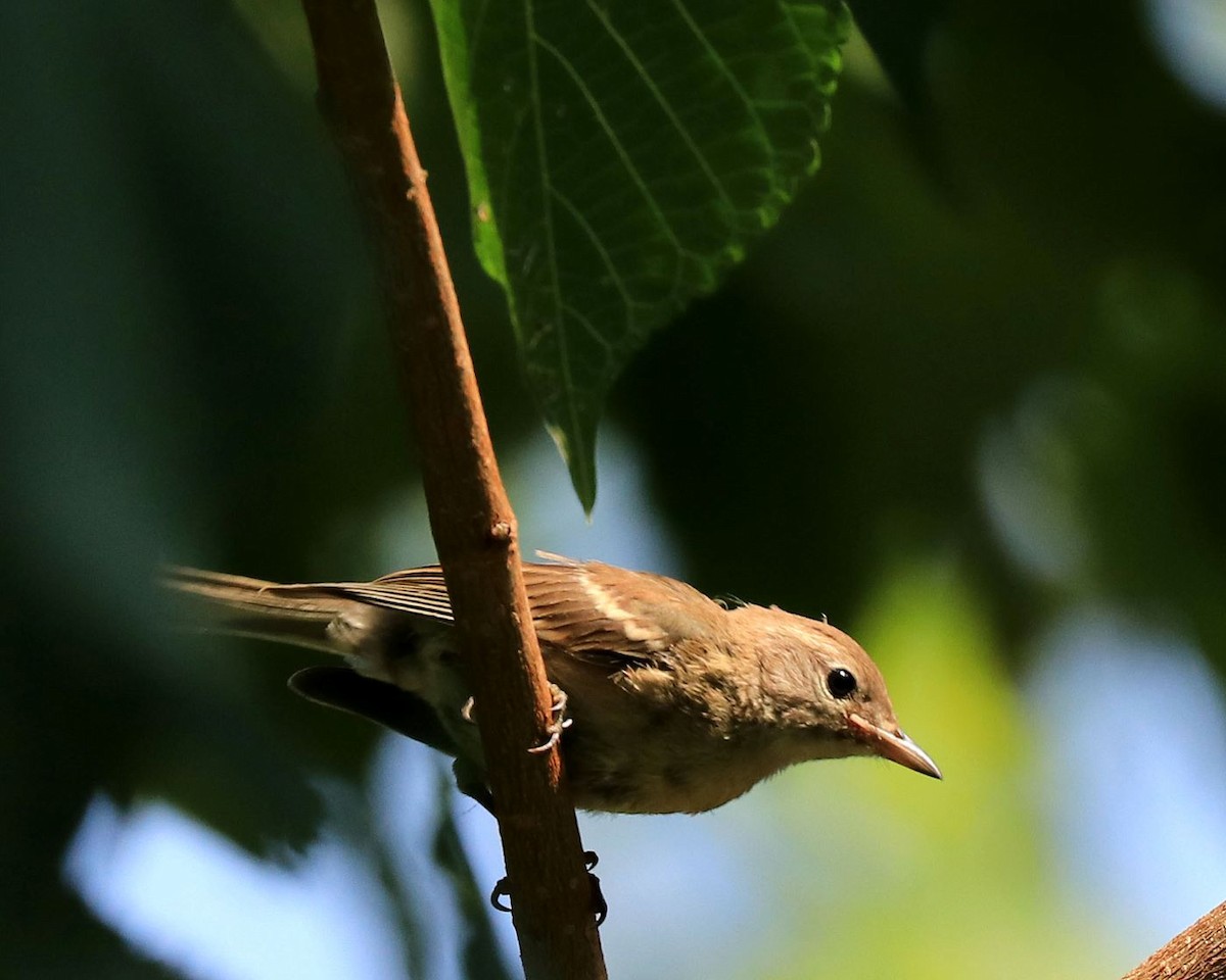 Pine Warbler - ML622274516