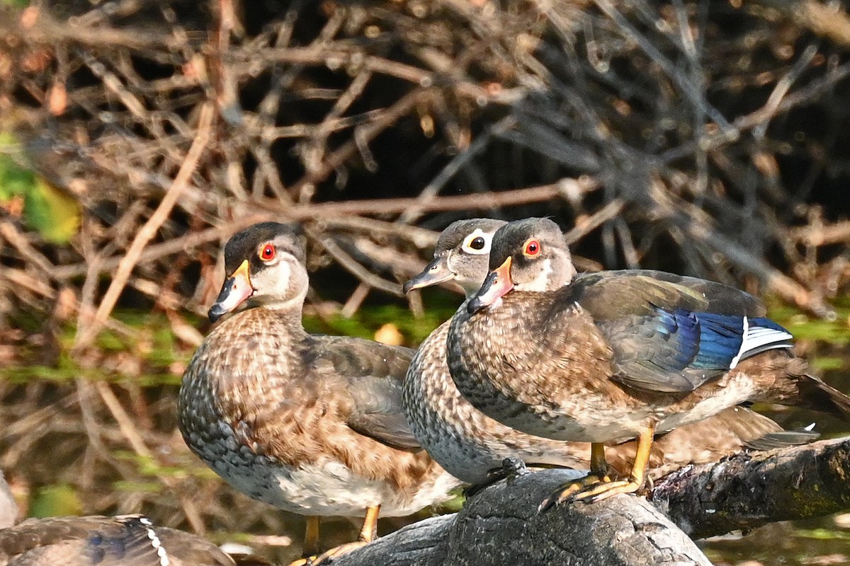 Wood Duck - Faye Spencer