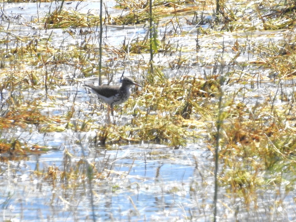 Spotted Sandpiper - ML622274537