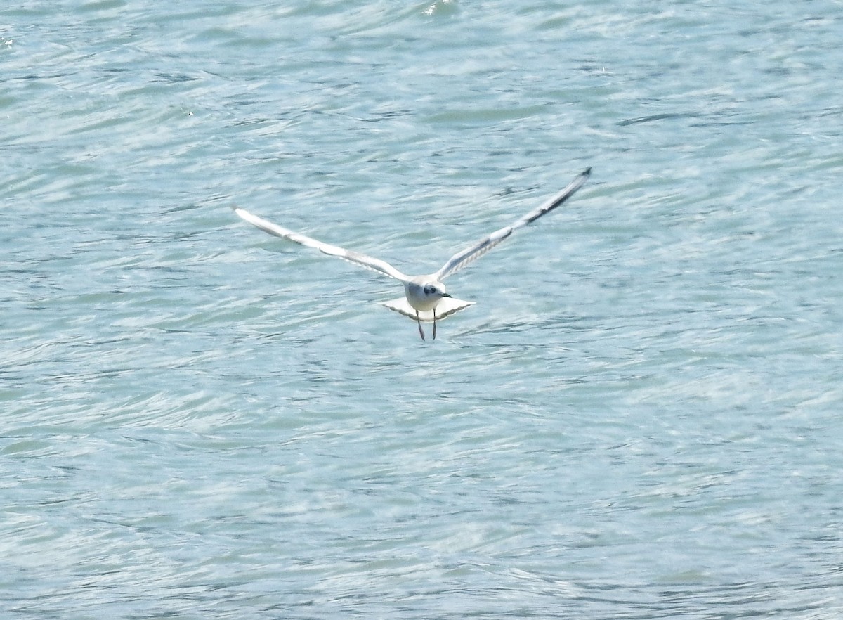 Bonaparte's Gull - ML622274546