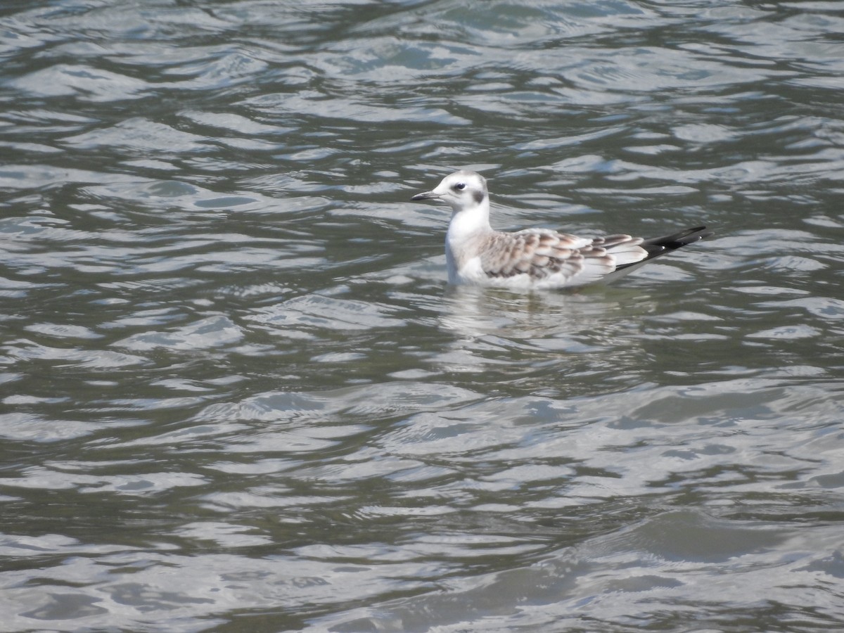 Bonaparte's Gull - ML622274547