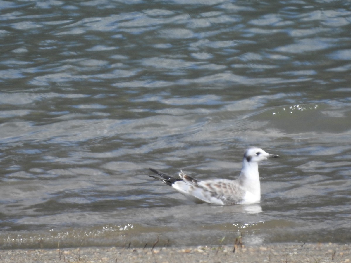 Bonaparte's Gull - ML622274548