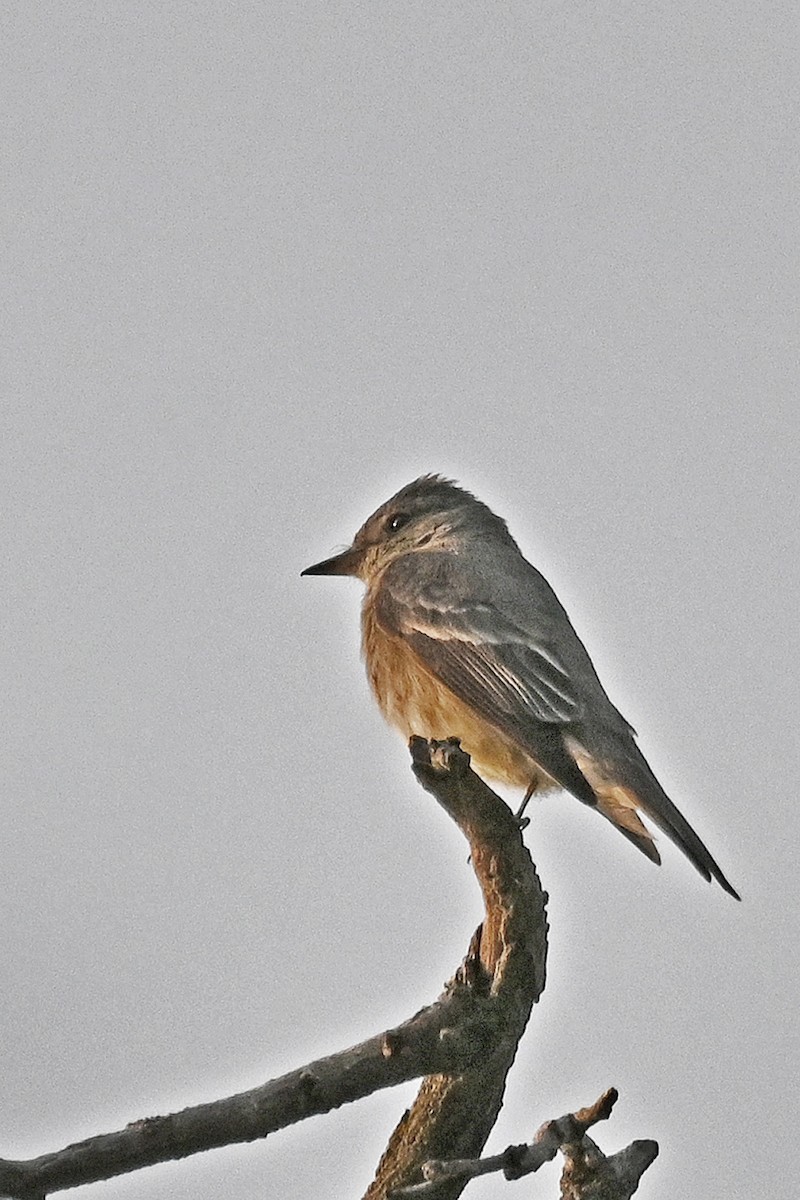 Western Wood-Pewee - ML622274553