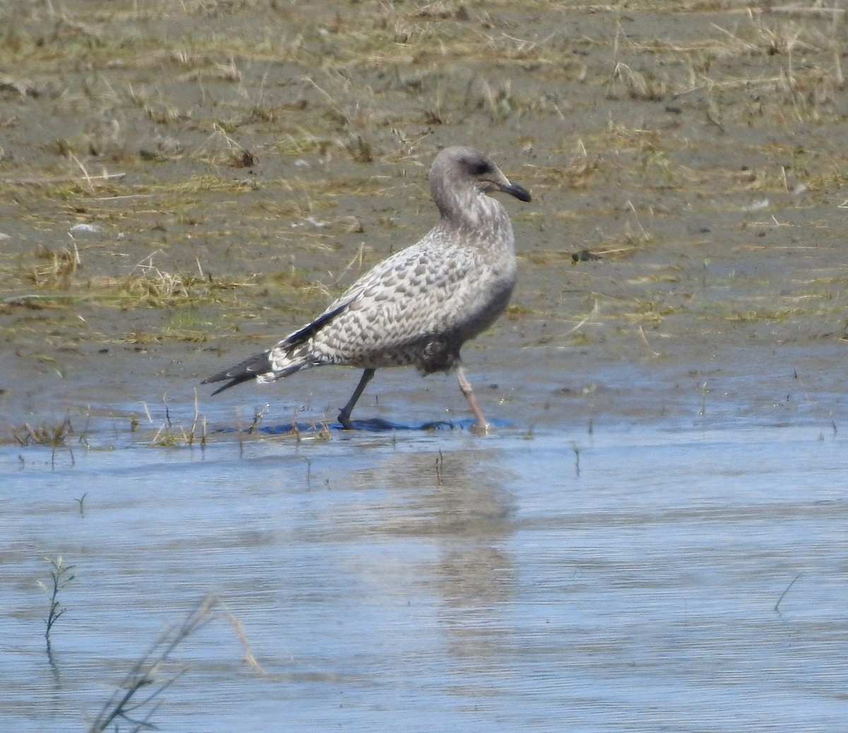 California Gull - ML622274569