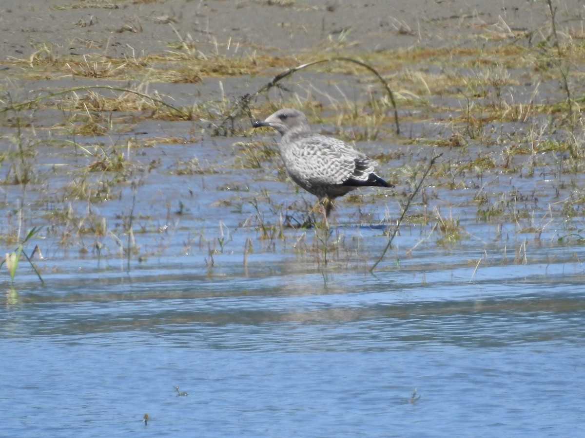 California Gull - ML622274570