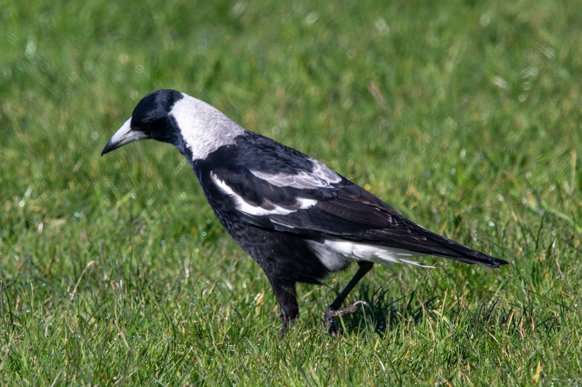 Australian Magpie - ML622274626