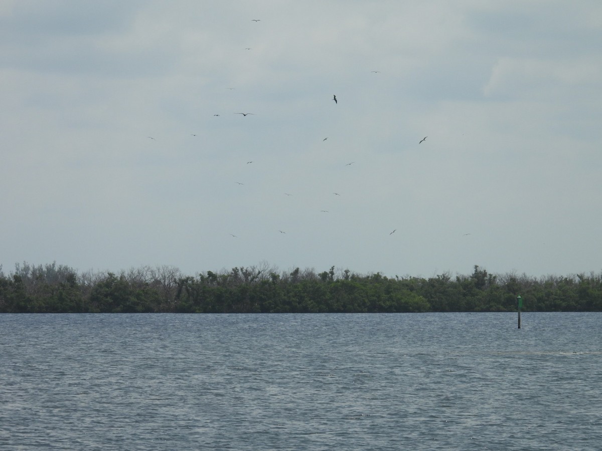 Magnificent Frigatebird - ML622274636