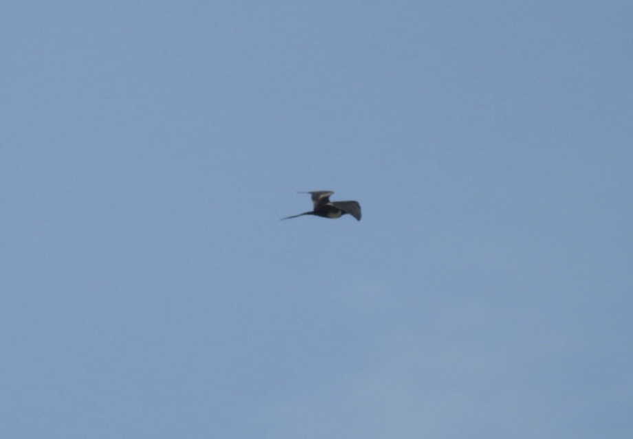 Magnificent Frigatebird - ML622274637