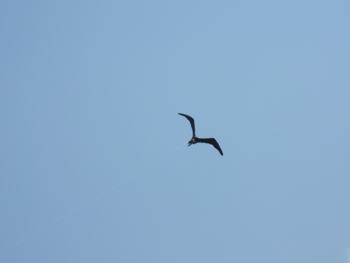 Magnificent Frigatebird - ML622274638