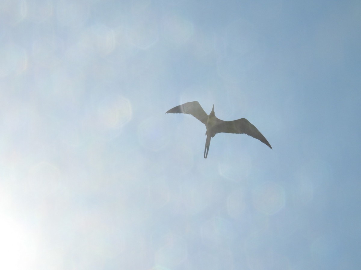 Magnificent Frigatebird - ML622274639