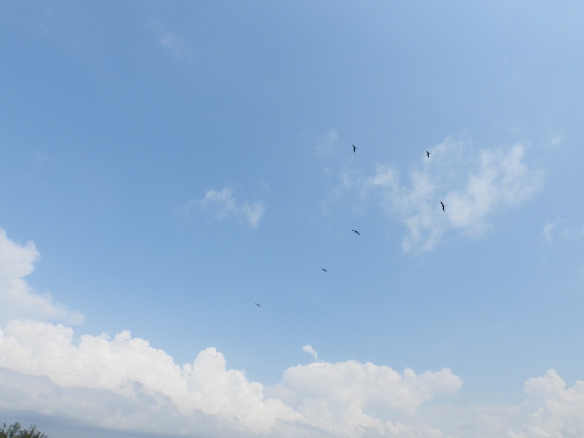 Magnificent Frigatebird - ML622274640