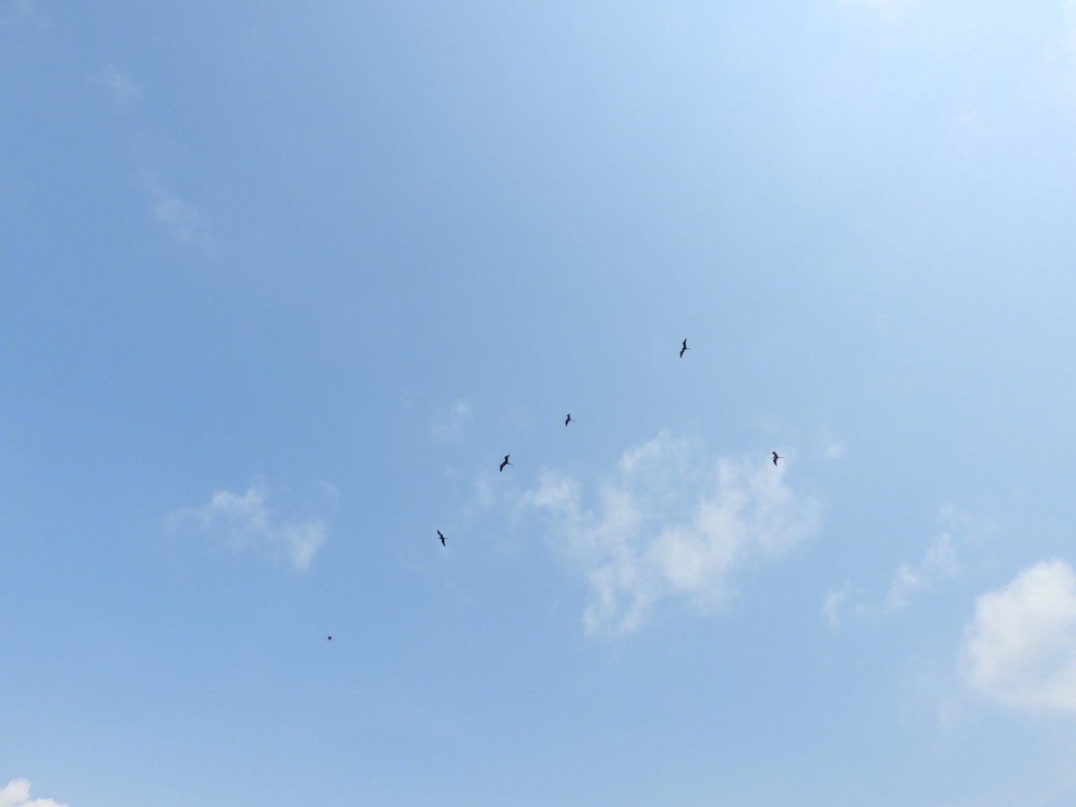 Magnificent Frigatebird - ML622274641