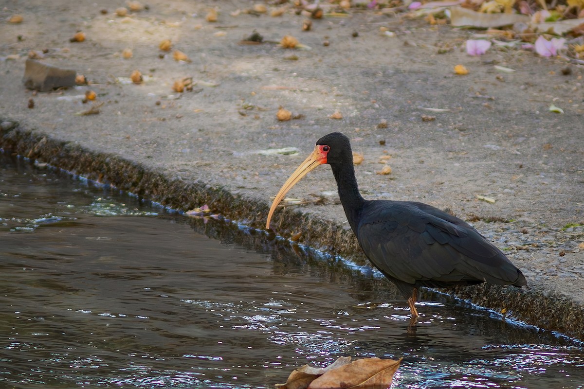 Bare-faced Ibis - ML622274703