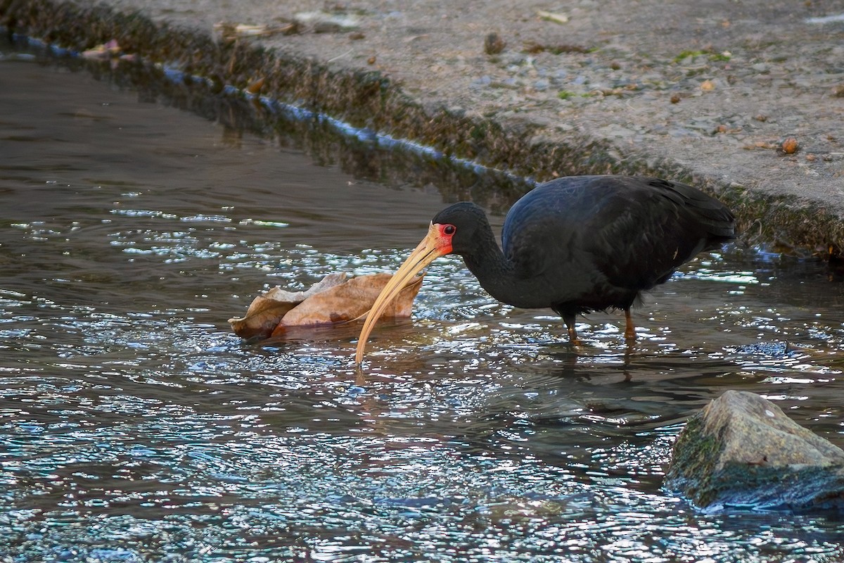 Bare-faced Ibis - ML622274704