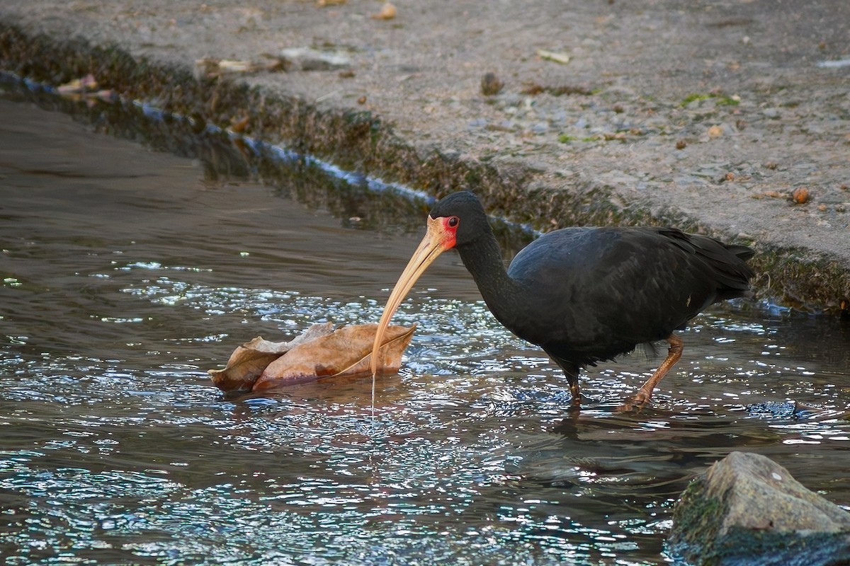Bare-faced Ibis - ML622274705