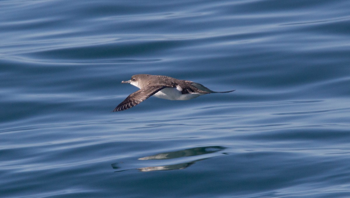 Fluttering Shearwater - ML622274720