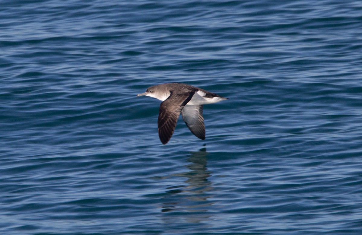 Fluttering Shearwater - ML622274721