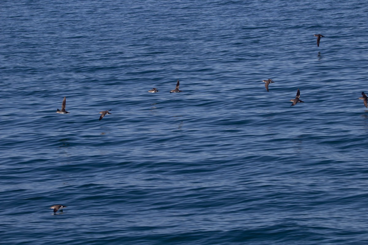 Fluttering Shearwater - ML622274722