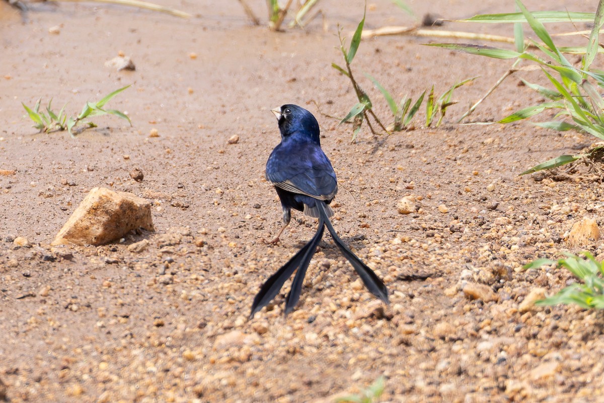 Steel-blue Whydah - ML622274743