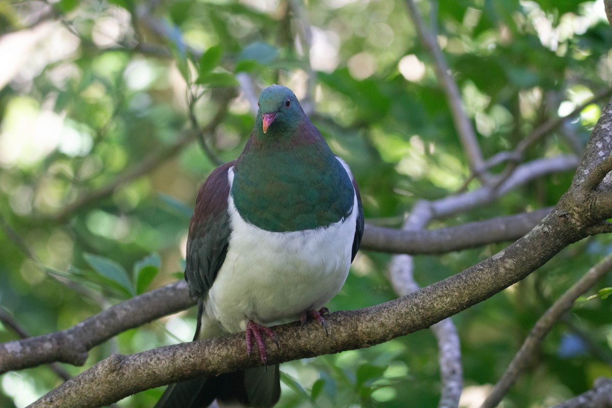 New Zealand Pigeon - ML622274746