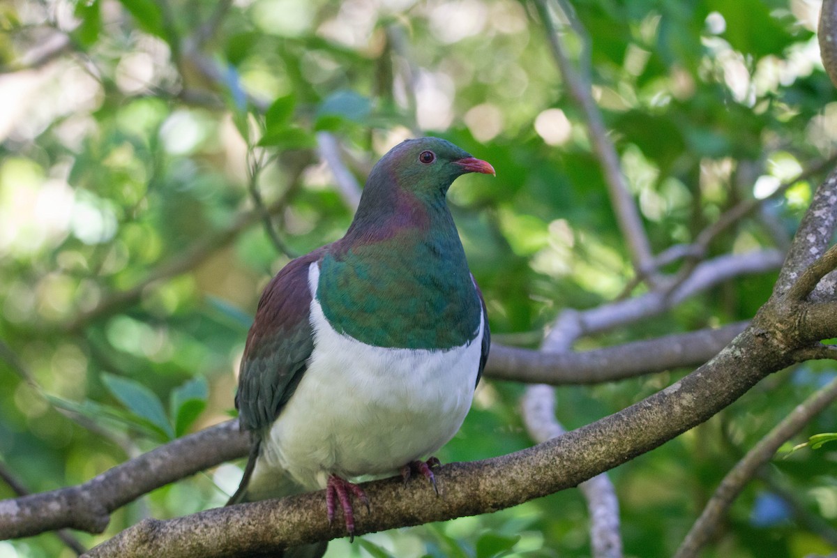 New Zealand Pigeon - ML622274747