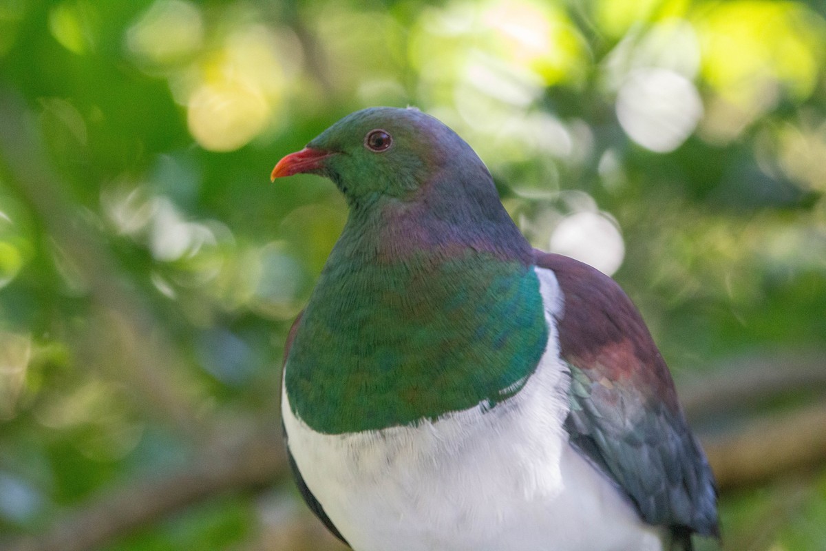 New Zealand Pigeon - ML622274748