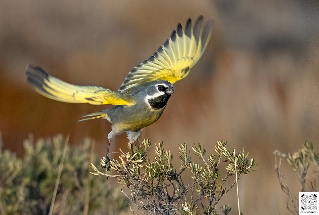 White-bridled Finch - JUAN PABLO  RIDER LEGISOS