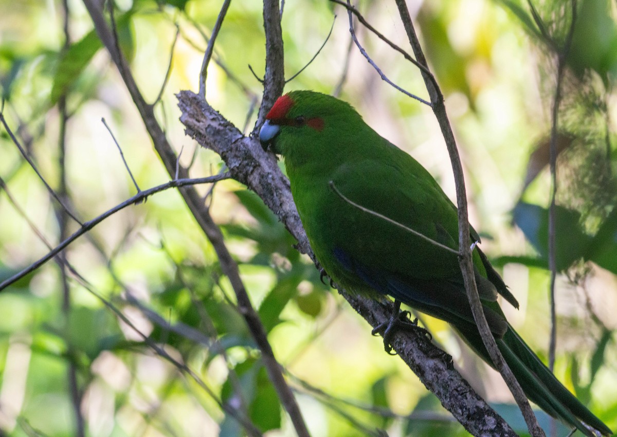 Red-crowned Parakeet - ML622274765