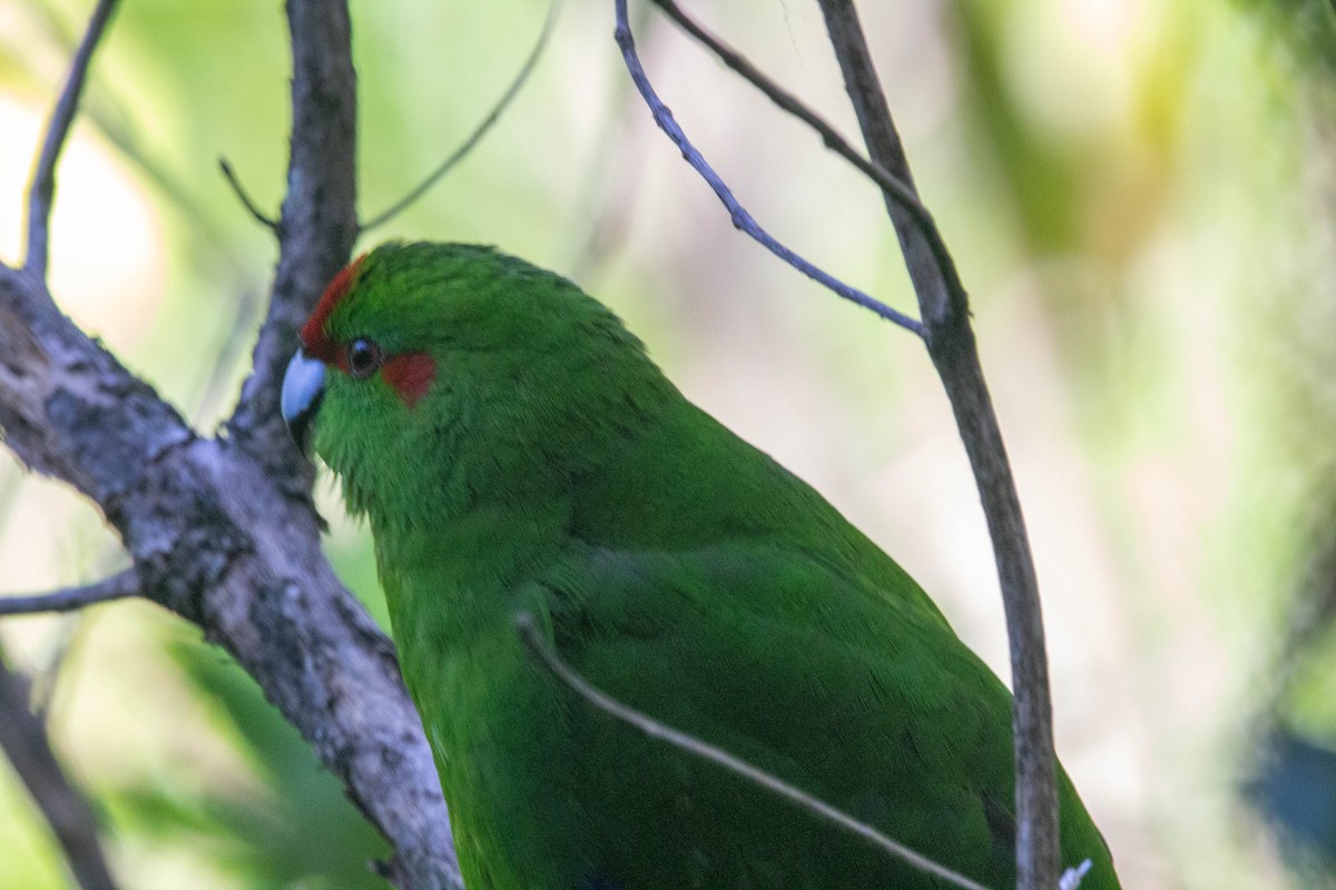 Red-crowned Parakeet - Donna Channings