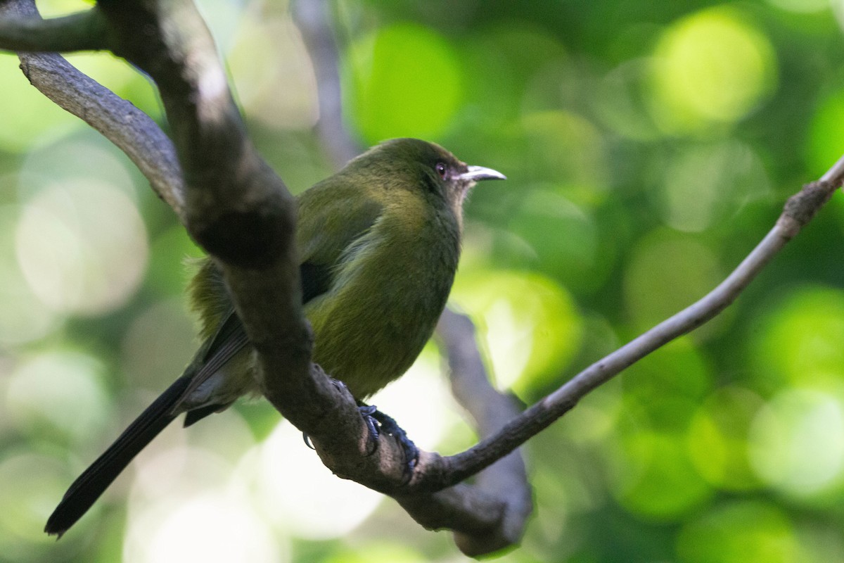 New Zealand Bellbird - ML622274774