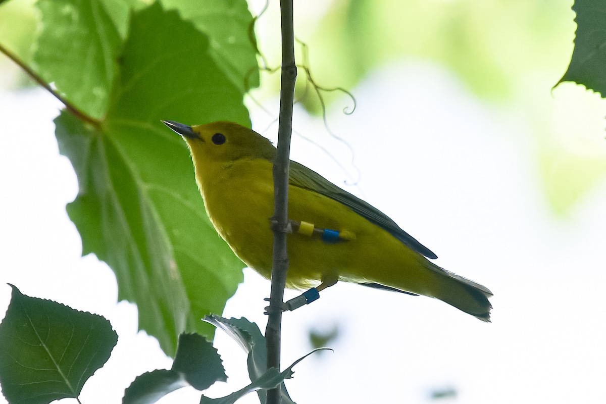 Yellow Warbler - ML622274788