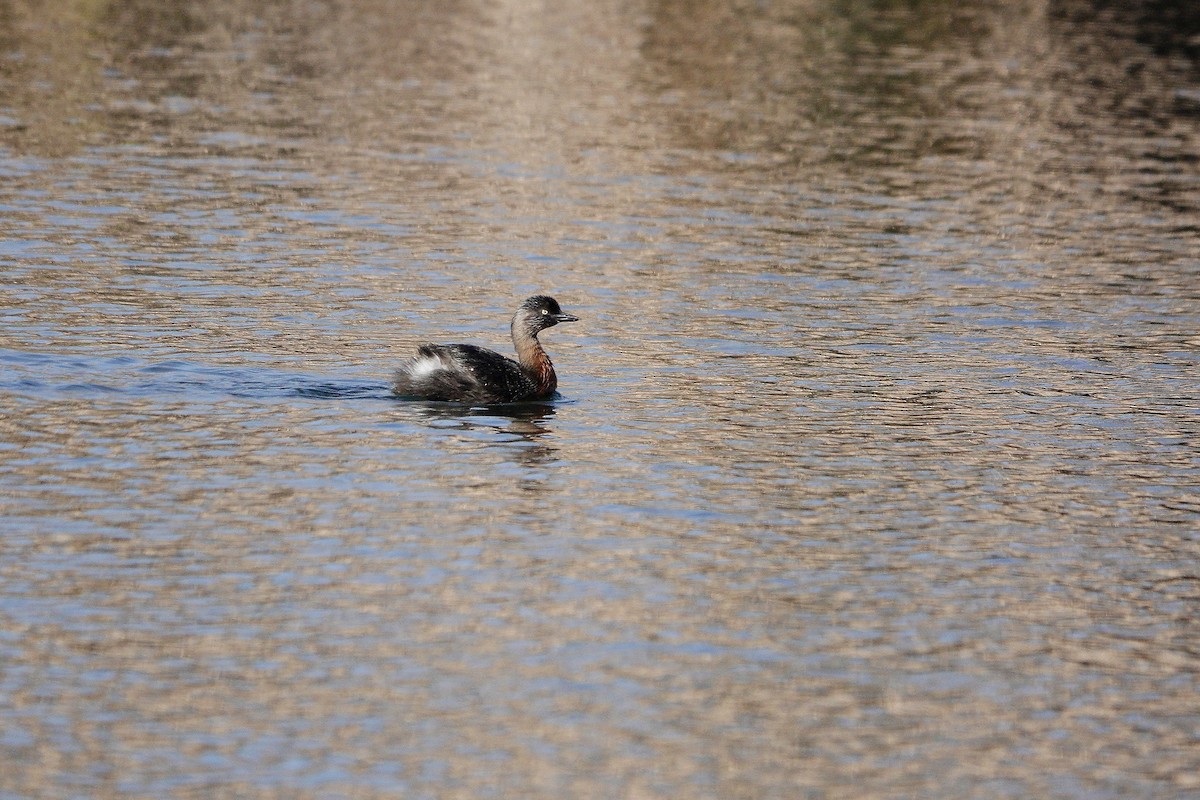 New Zealand Grebe - Bill Cash