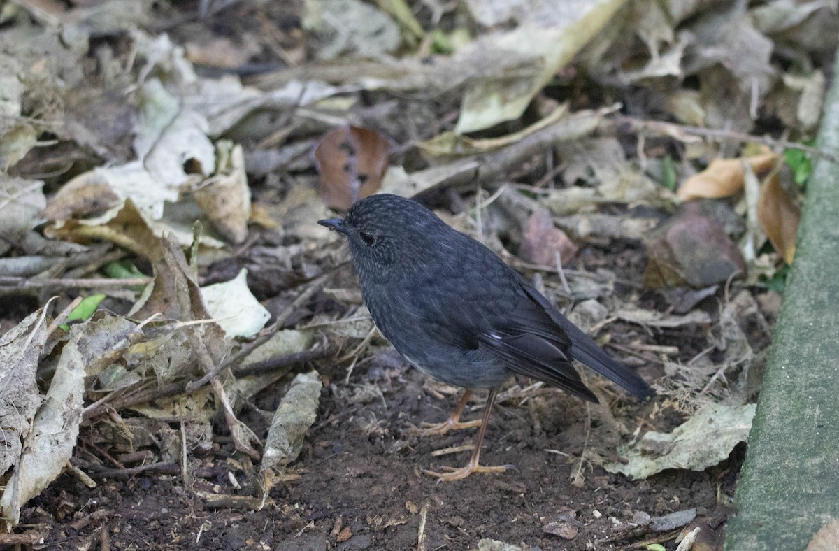 North Island Robin - ML622274825