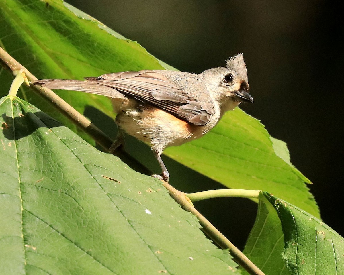 Tufted Titmouse - ML622274855