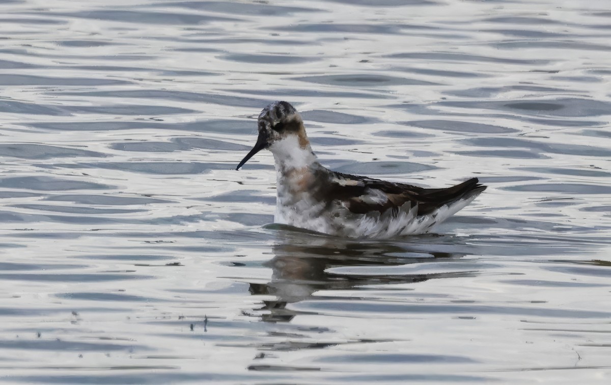 Red-necked Phalarope - Anne Bielamowicz