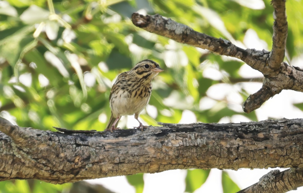 Savannah Sparrow - ML622274894