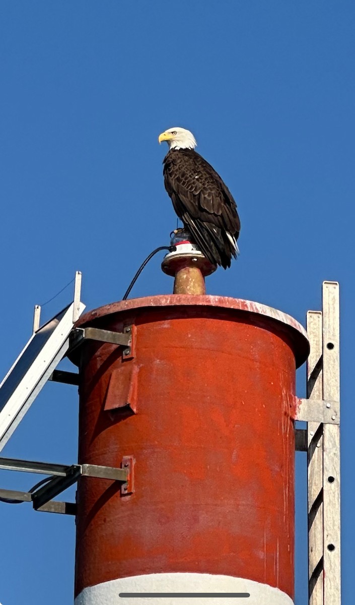 orel bělohlavý - ML622274931